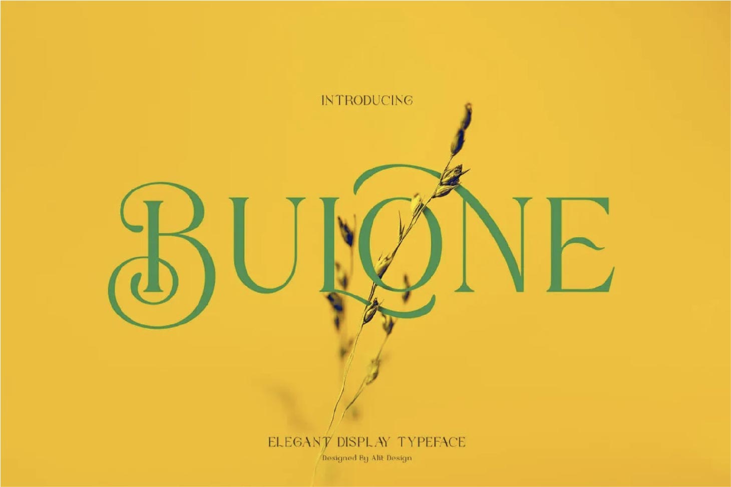 bulone-03.jpg